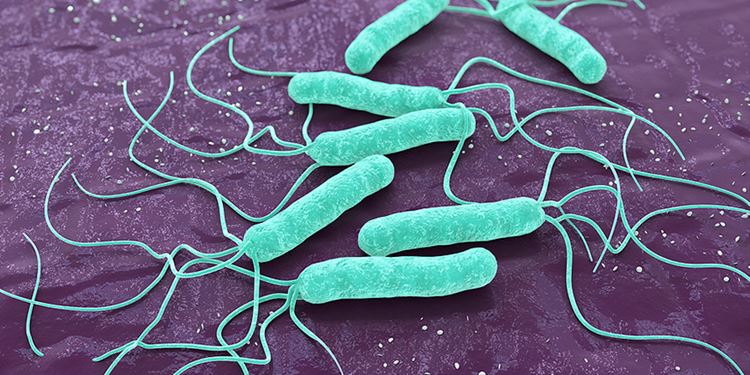 H pylori H pylori