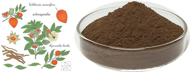 Ashwagandha Plant and Extract Powder
