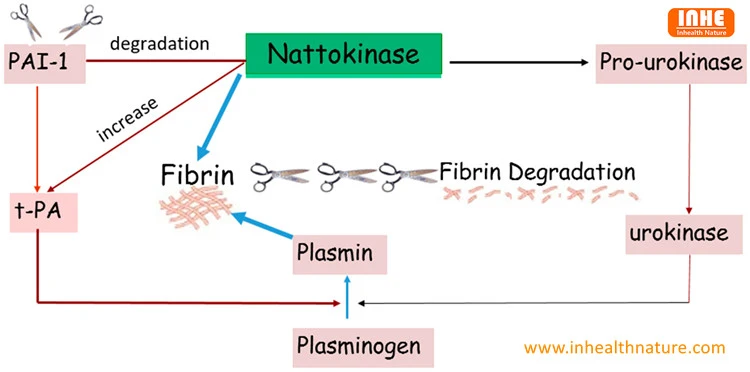 Mechanism of Action of Nattokinase on CVD