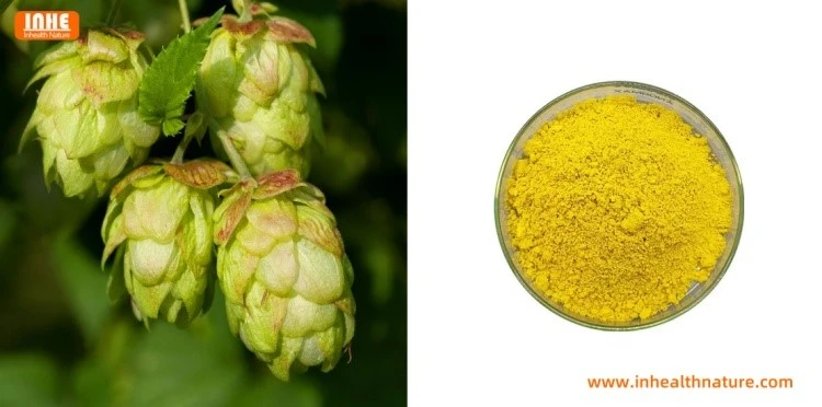Hops and Hops Xanthohumol Powder