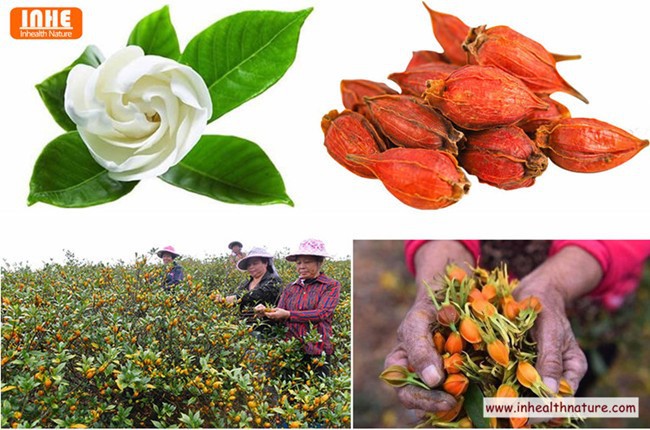 Gardenia Fruit and Farm